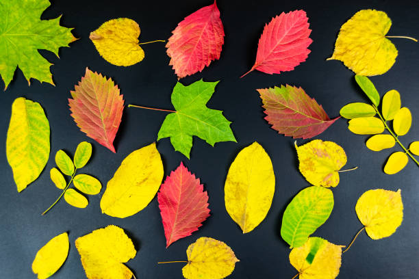 istock Autumn leaves on black background 1272960037