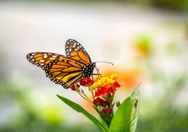 istock Monarch butterfly,Danaus plexippus 1272960110