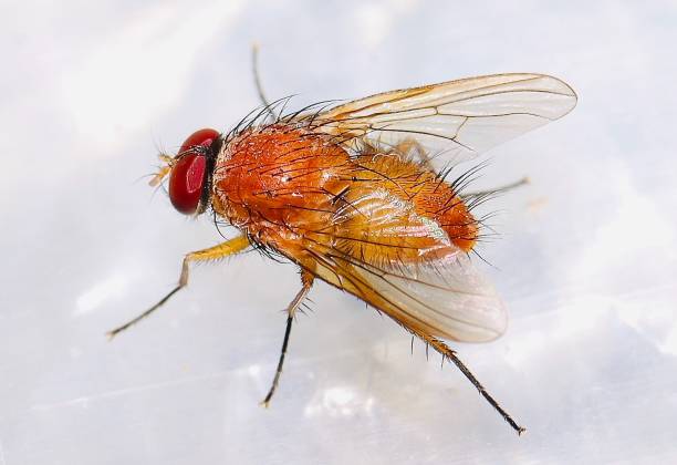 istock Close up of yellow fly with red eyes on white background 1272960255