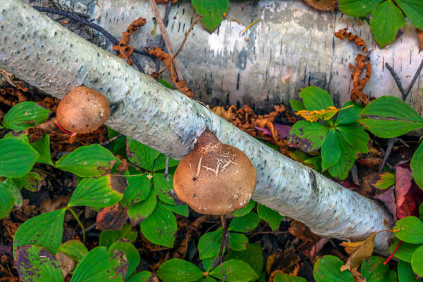 Autumn fall foliage in forest