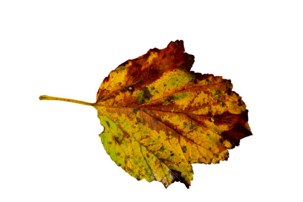 istock Close-up of autumn leaf on white background 1272960358