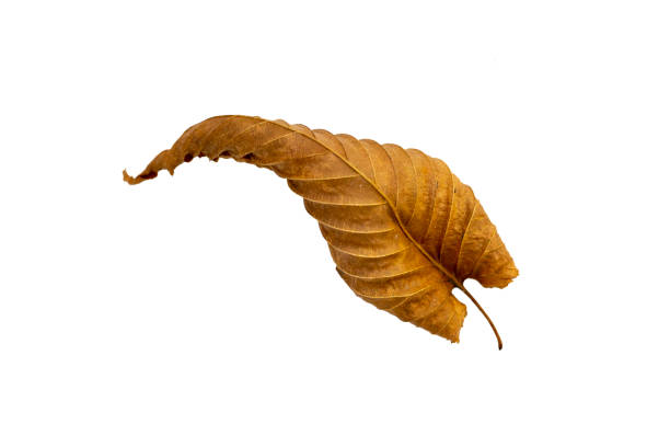 Close-up of bright autumn leaf on white background