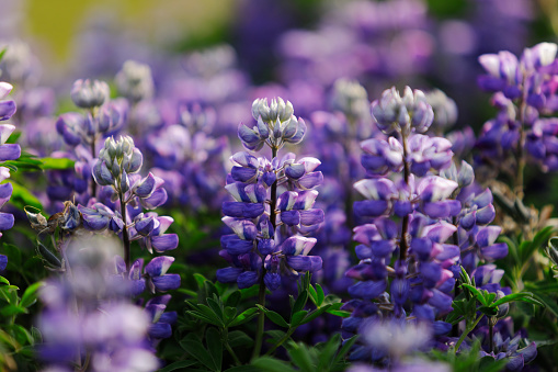Lupine is a genus of flowering plants in the legume family Fabaceae. Lupines are changing the color of Iceland’s countryside.