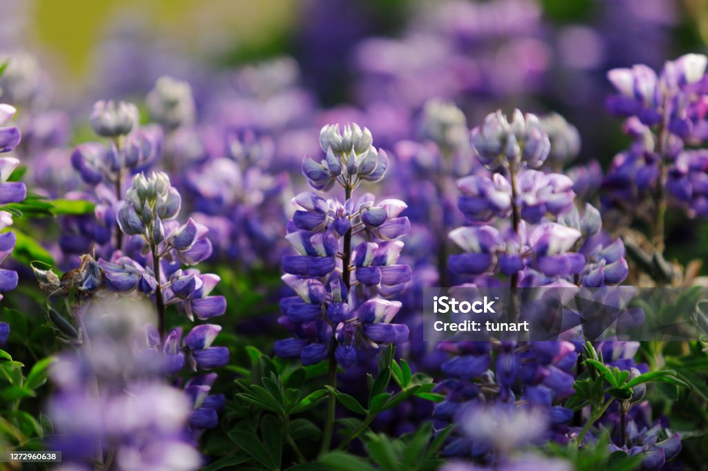 Lupines of Iceland Lupine is a genus of flowering plants in the legume family Fabaceae. Lupines are changing the color of Iceland’s countryside. Lupine - Flower Stock Photo