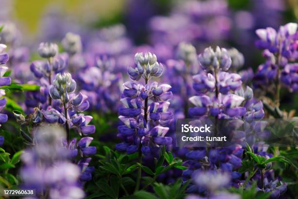 Lupines Of Iceland Stock Photo - Download Image Now - Lupine - Flower, Flower, Iceland