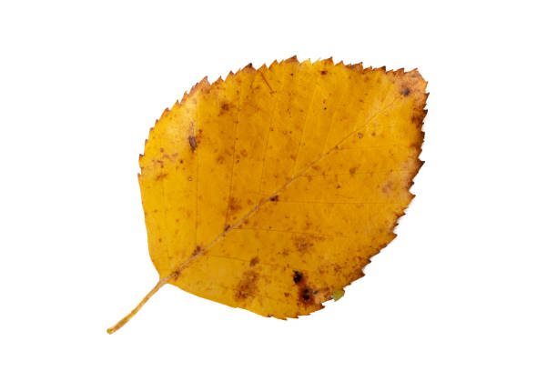 istock Close-up of autumn leaf on white background 1272960697