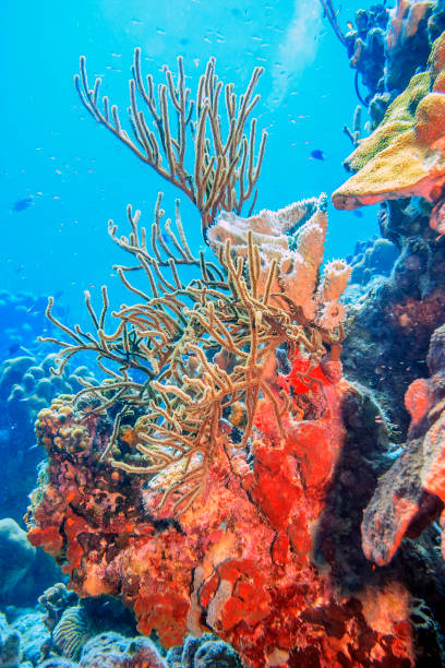 istock Caribbean coral garden 1272960792