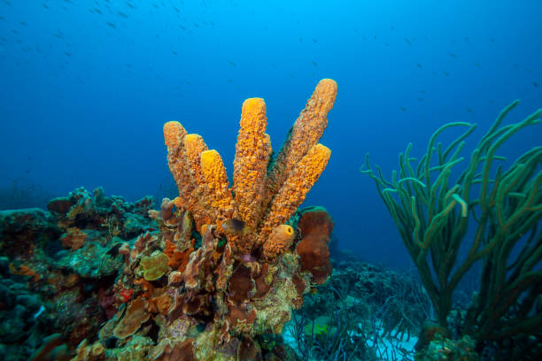 istock Caribbean coral garden 1272960819
