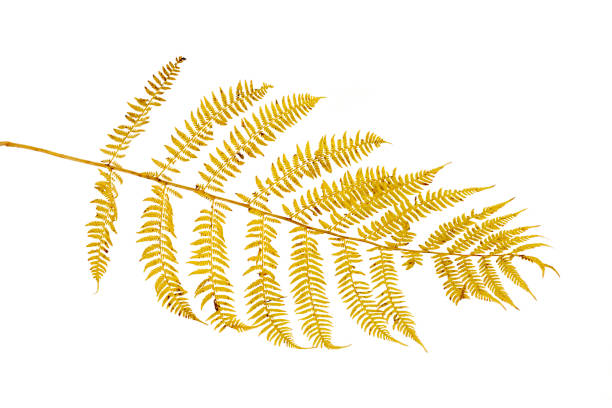 istock Close-up of autumn leaf on white background 1272961038