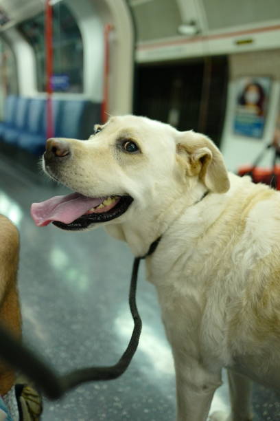 istock Labrador Retriever on a subway train 1272961045