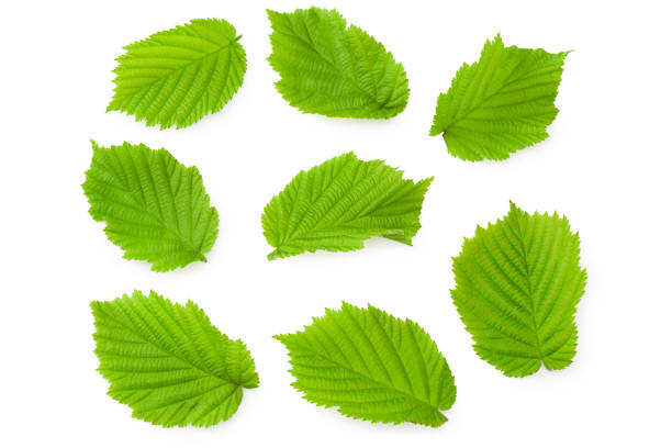istock hazelnut leaves isolated on white background. top view 1272961073