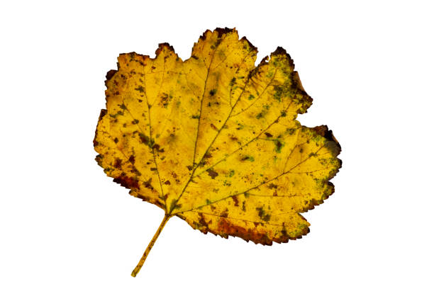 istock Close-up of autumn leaf on white background 1272961150