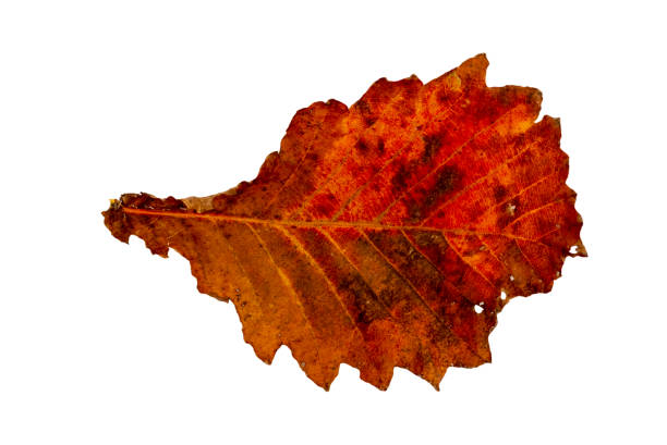 Close-up of bright autumn leaf on white background