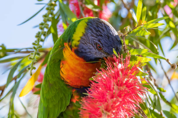 istock Rainbow Lorikeet in the Bottlebrush 1272961919