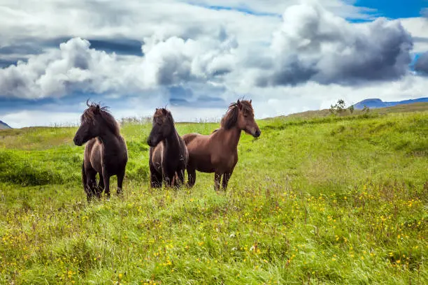 Photo of The horse lives in Iceland