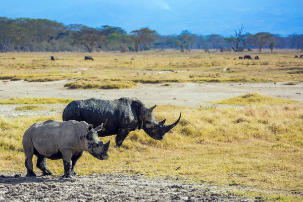 istock The famous African Big Five 1272962045