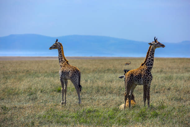 istock Pair of giraffes looking for food 1272962073