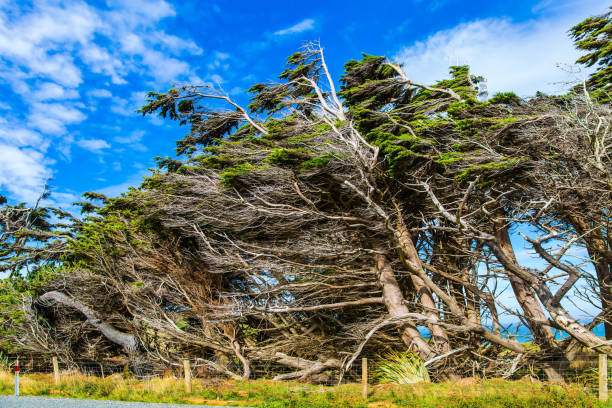 Trees growing under a gale. South Island, New Zealand. Incredible cloudy sunset. Southern Scenic Route. The concept of active and photo tourism