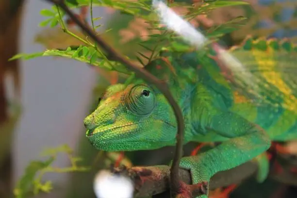 Photo of Meller’s chameleon