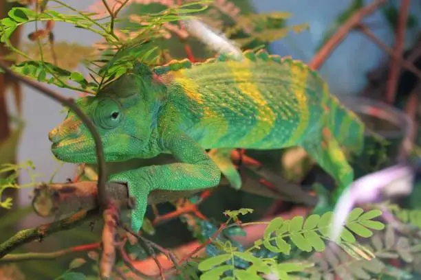 Photo of Meller’s chameleon