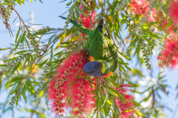 istock Rainbow Lorikeet in the Bottlebrush 1272962284