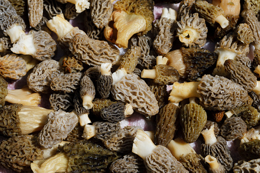 Morchella, the true morels, is edible mushroom