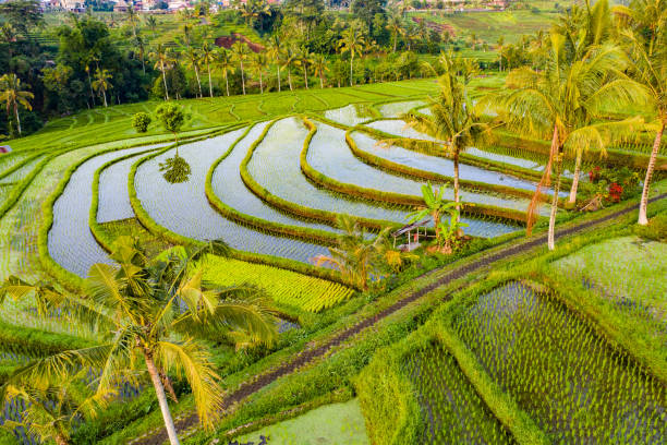 Bali, aerial view of rice Terraces in sunrise. Bali - rice fields, surrounded by rainforest, view from above. jatiluwih rice terraces stock pictures, royalty-free photos & images