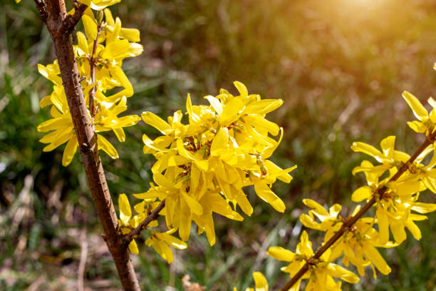 Bright yellow Forsythia bush flowers in the garden in spring season close up Bright yellow Forsythia bush flowers in the garden in spring season close up. forsythia garden stock pictures, royalty-free photos & images
