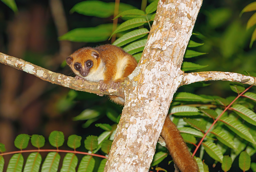small brown mouse lemur (Microcebus rufus) at night in natural habitat, Masoala national park, Madagascar wildlife