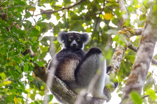 Black and white Lemur Indri (Indri indri), also called the babakoto, hanged on tree in natural habitat. Andasibe - Analamazaotra National Park, Madagascar wildlife