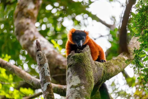 Madagascar Red ruffed lemur, Varecia rubra, on tree top. Masoala rainforest, Madagascar wildlife