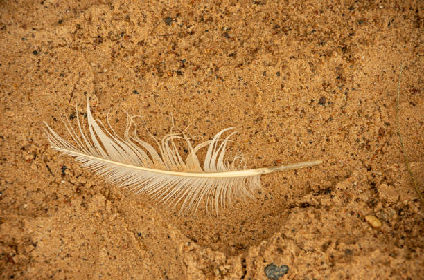 White feather, sea sand, bird dropped, sea
