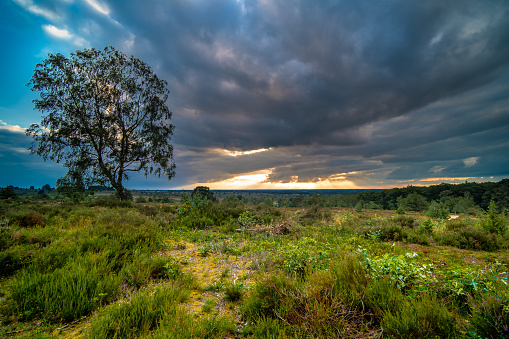 Dutch heather landscape with dark clouds and sun rays during the sunset