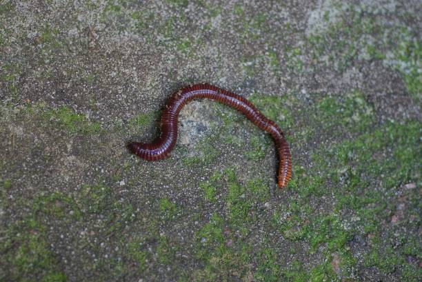 istock one red worm lies on a gray green stone 1272966435