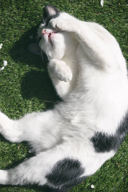 istock A black and white cat being playful rolling on grass 1272967216