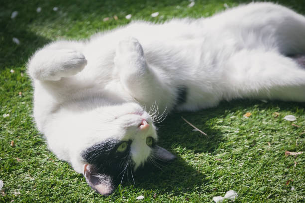istock A black and white cat being playful rolling on grass 1272967220