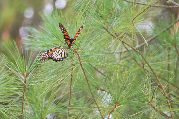 Monarch butterflies resting in pine tree before migration These two beautiful monarch butterflies feast on clover all day and rest in the pines at night. This will strengthen them for their migration to Mexico. sunning butterfly stock pictures, royalty-free photos & images