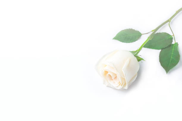 White Rose garden