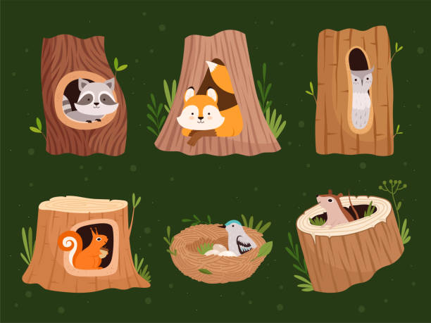 Animals Hollow Wood Forest Trees With Holes For Wild Animals Houses Vector  Cartoon Collection Stock Illustration - Download Image Now - iStock