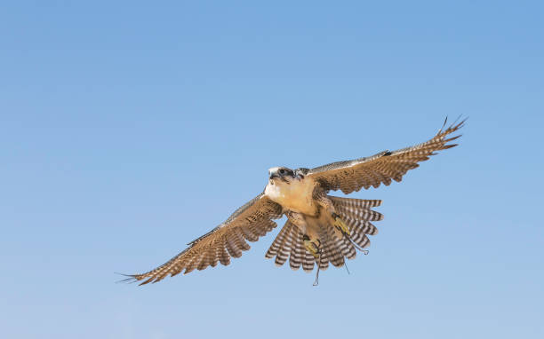 istock falconer with his bird in a desert 1272968208