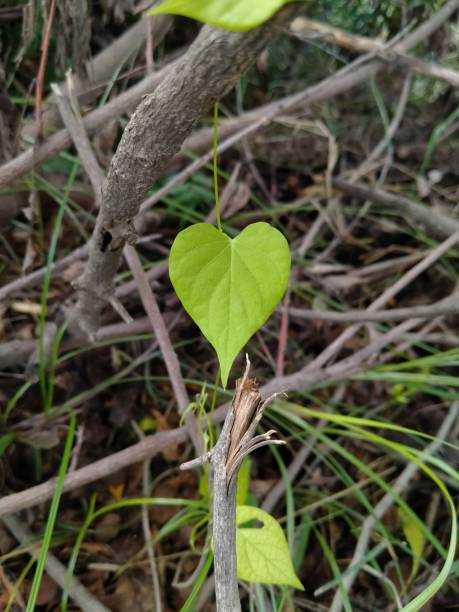 istock Heart-shaped green leaves 1272969633