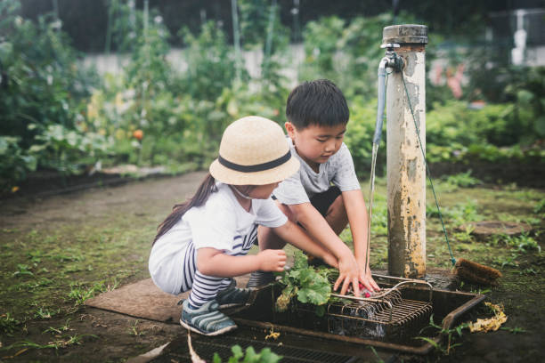 istock Sibling harvesting vegetables in the garden 1272971855