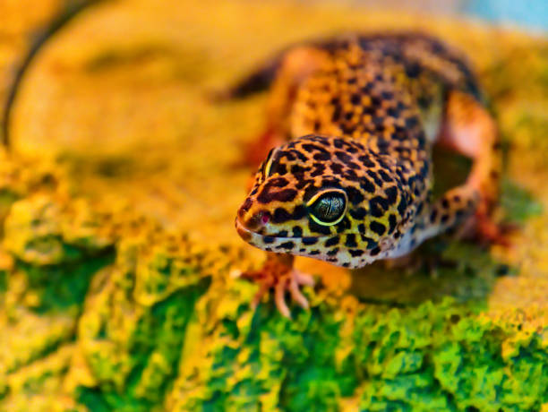 Beautiful lizard gecko