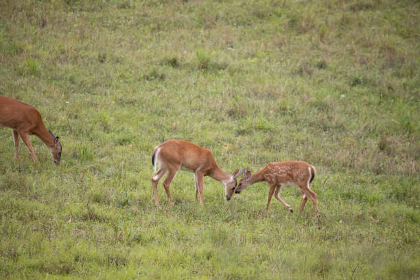 istock Fawn nuzzling her mother 1272972670
