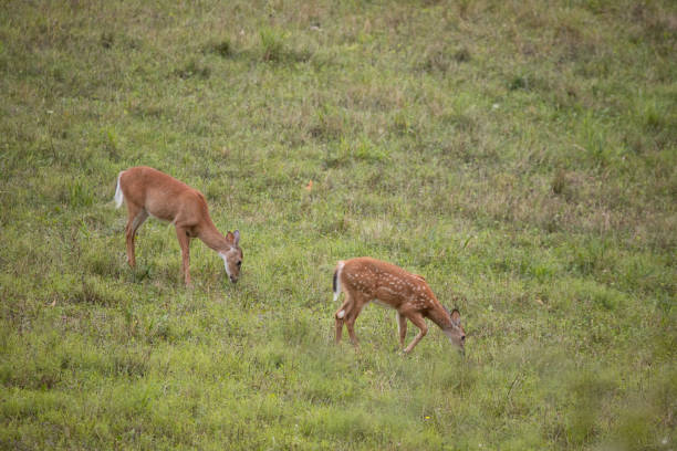 istock Doe and fawn grazing 1272972751