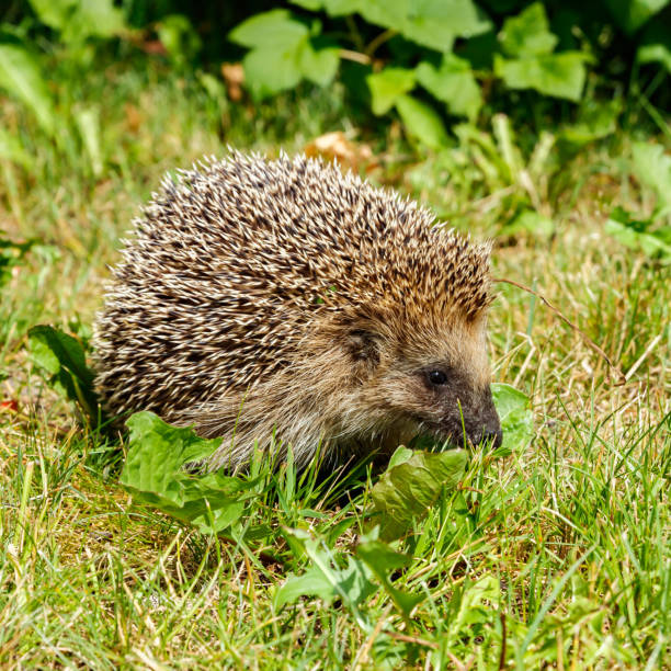 istock West european hedgehog on a green meadow 1272973540
