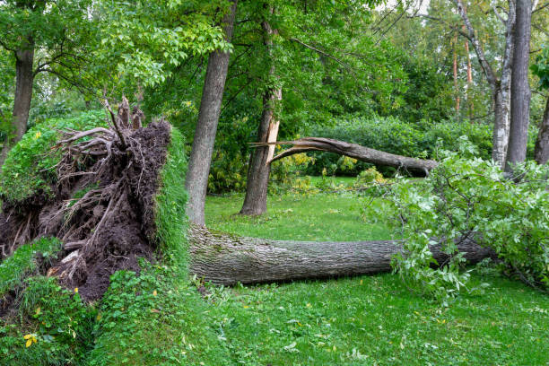 istock Lying broken tree in green park after hurricane wind 1272974103