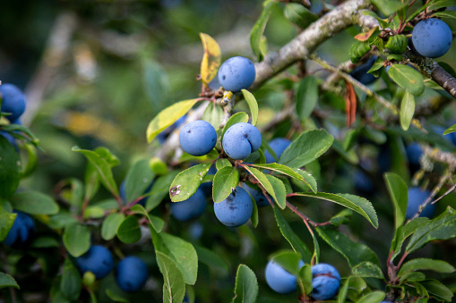 Sloes growing in the Sussex countryside in autumn
