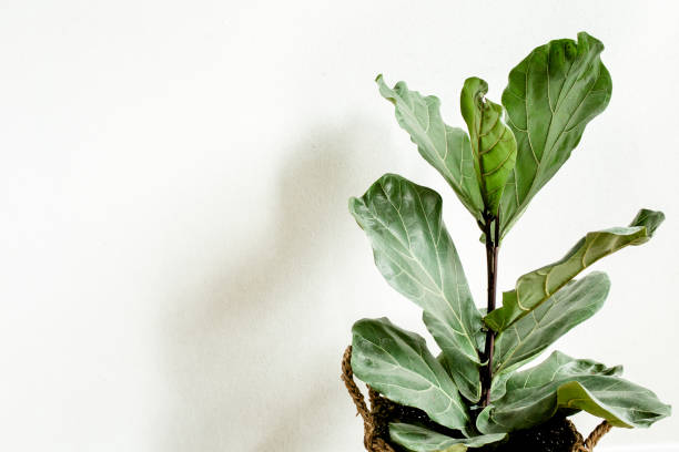 istock Home plant green leaf ficus benjamina, elastica on a light background 1272974145