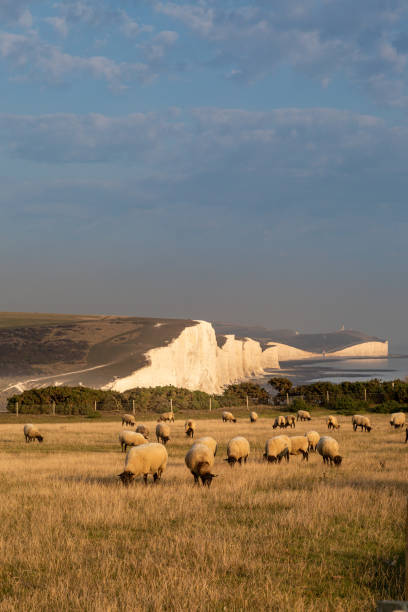 istock Sheep in front of the Seven Sisters Cliffs 1272974177